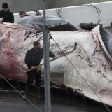 Les 18-29 ans sont les plus opposés à la chasse à la baleine, alors que les plus de 60 ans la soutiennent. Les hommes et les habitants des campagnes y sont globalement plus favorables que les femmes et les urbains.